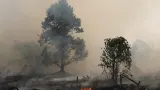 72 Tersangka Kebakaran Hutan di Sumatera hingga Kalimantan dan Sebaran Kasusnya