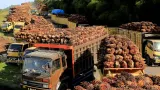 Update Harga Komoditas, Timah dan CPO Menguat, Batu Bara dan Nikel Tertekan