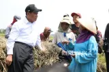 Mentan Amran Raih Kinerja Terbaik di Kabinet Merah Putih Dua Tahun Berturut-turut