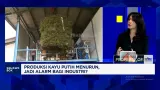 Produksi Minyak Kayu Putih Indonesia Anjlok, Sektor Industri Diminta Waspada