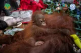 3 Orang Utan Dievakuasi dari Kebun Warga Akibat Karhutla di Ketapang, Dilepasliarkan ke TN Gunung Palung
