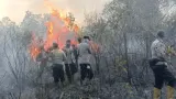 Modus Tersangka Karhutla, Lahan Sengaja Dibakar dan Disiapkan Jadi Kebun Sawit