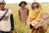Strategi Swasembada Pangan Melalui Pompanisasi dan Inovasi Padi Biosalin