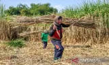 APTRI Dukung Kebijakan Wajib Bangun Kebun Tebu bagi Pabrik Gula Rafinasi