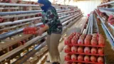 Harga Telur Masih Anjlok, Bapanas Usulkan Tambahan Kuota Jagung Pakan SPHP 150 Ribu Ton