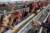 Faktor Pemicu Gelombang Protes Peternak Ayam dan Telur di Berbagai Daerah