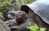Penyu Hijau Galapagos Berwarna Kuning Bikin Peneliti Kaget, Ini Sebabnya