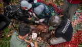 Evakuasi Orang Utan di Tengah Kebakaran Hutan Kalimantan Tengah dan Kalimantan Barat