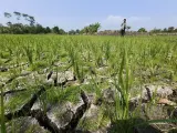 Kemarau Panjang 2026, Petani di Gedebage Bandung Hadapi Ancaman Gagal Panen