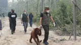Langkah Kemenhut Agar Orangutan Terhindar Asap Kebakaran Hutan