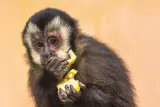 Ramalan Shio Jumat 31 Juli 2026, Dinamika Energi bagi Monyet, Ayam, Anjing, dan Babi