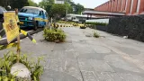 Penebangan 10 Pohon Peneduh di Bandung Berujung Dugaan Pidana Lingkungan