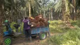 Panen Kelapa Sawit di Sumatra dan Kalimantan Terganggu Kelangkaan Bahan Bakar dan El Nino