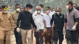 Wapres Gibran Lihat Orangutan Terdampak Asap Karhutla di Kalimantan Tengah