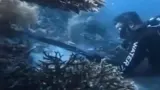 WN China Ditangkap karena Buru dan Santap Penyu di Raja Ampat