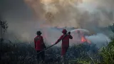 Kebakaran Hutan Belum Mereda, 6 Provinsi Jadi Prioritas
