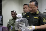 Penumpang Pesawat di Bandara Juanda Sembunyikan Anak Monyet dalam Koper Bagasi