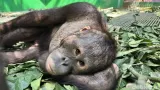 11 Orang Utan dan Tenggiling Terdampak Karhutla di Kaltim