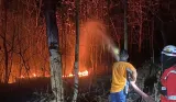 Kebakaran Landa Hutan Jati di Wilayah Kebumen, Api Sempat Mendekati Permukiman