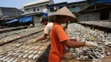 Puncak Kemarau Bawa Berkah bagi Pengrajin Ikan Asin di Muara Angke