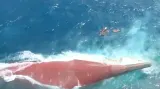 Basarnas Sebut Bangkai KM Virgo Masih Bergerak Akibat Ruang Kosong di Kapal